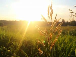 Wiese im Sonnenschein - Pollenflug